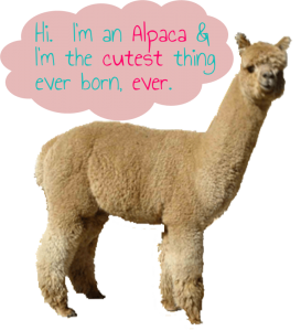 Northwood Alpacas produces and sells a huge variety of Alpaca products. Here's my review on their Alpaca socks and gloves!